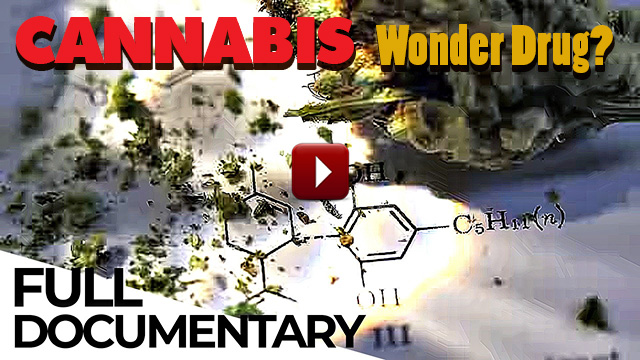 cannabis wonder drug