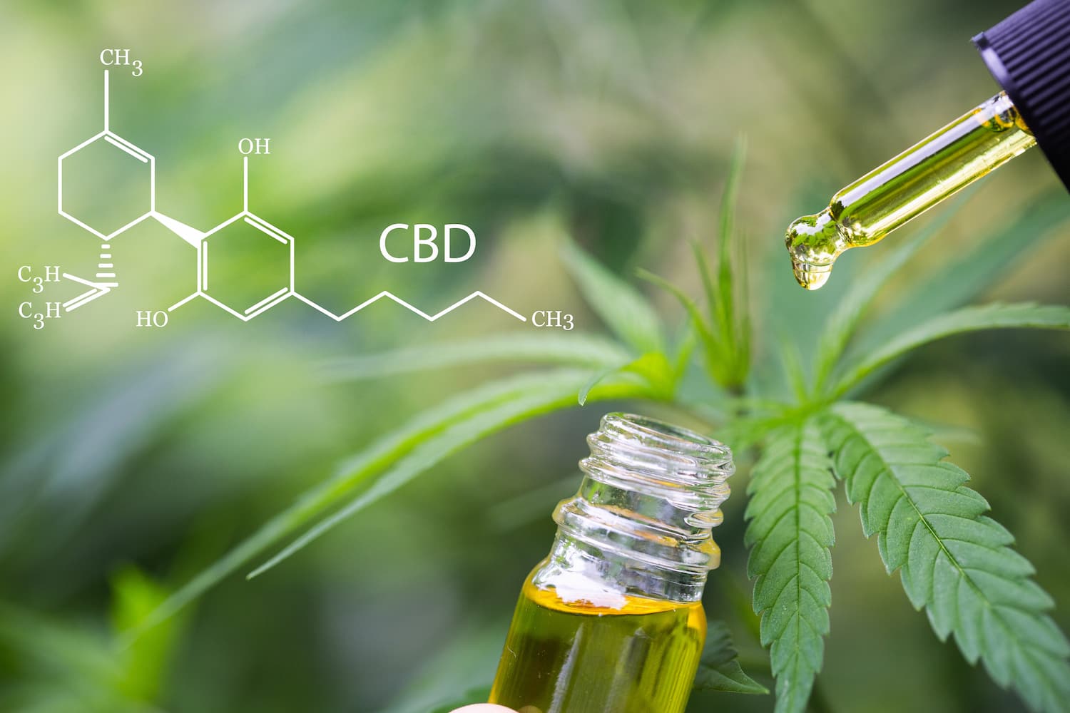 cannabis cbd